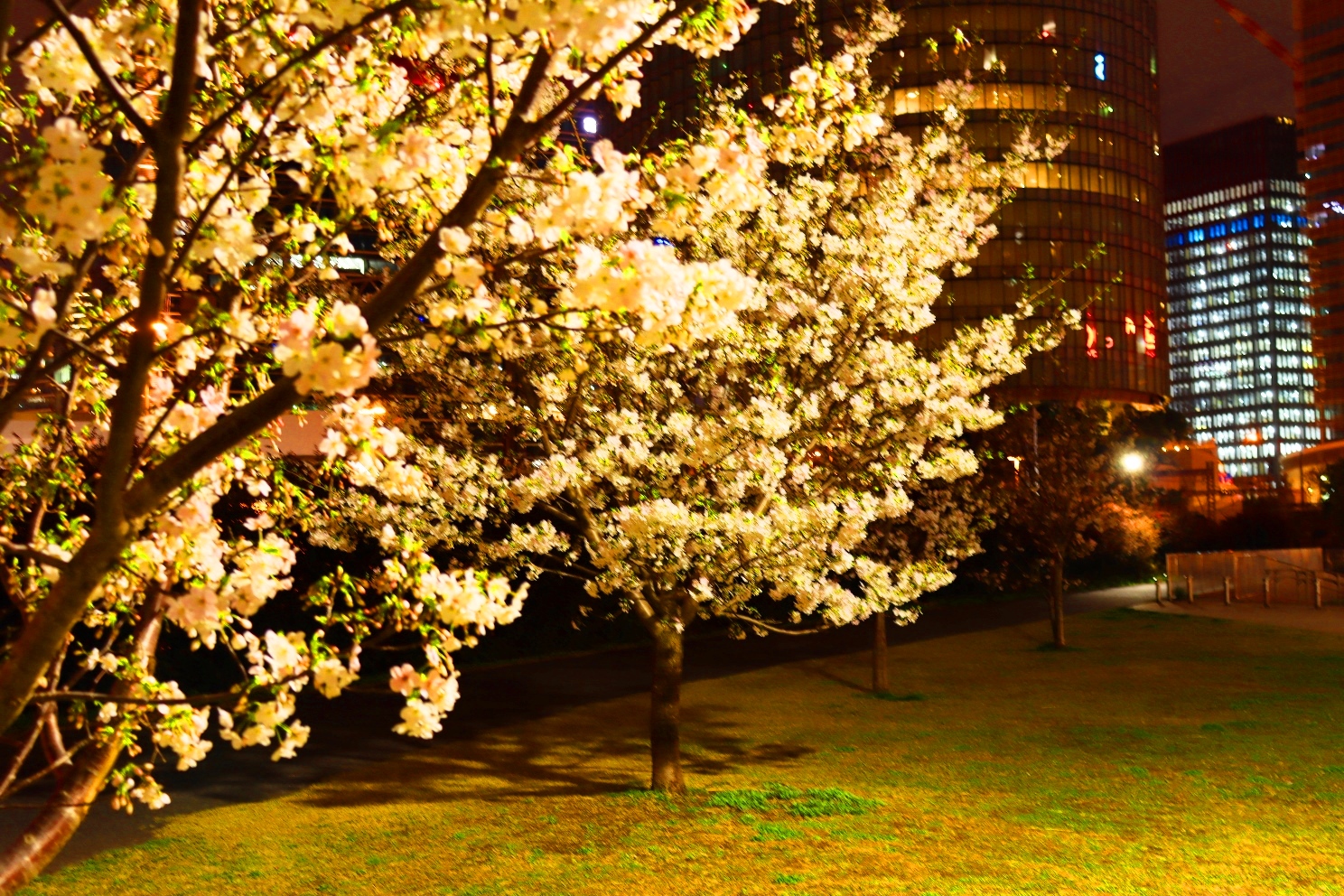 帷子川 高島水際線公園 夜桜