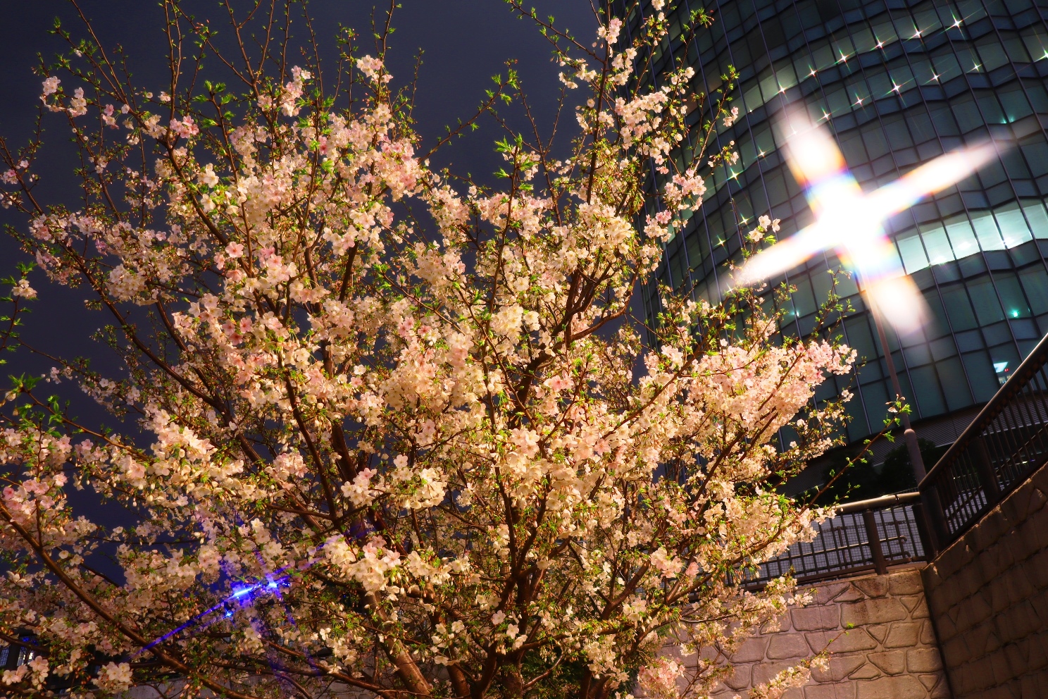 帷子川 高島水際線公園 夜桜