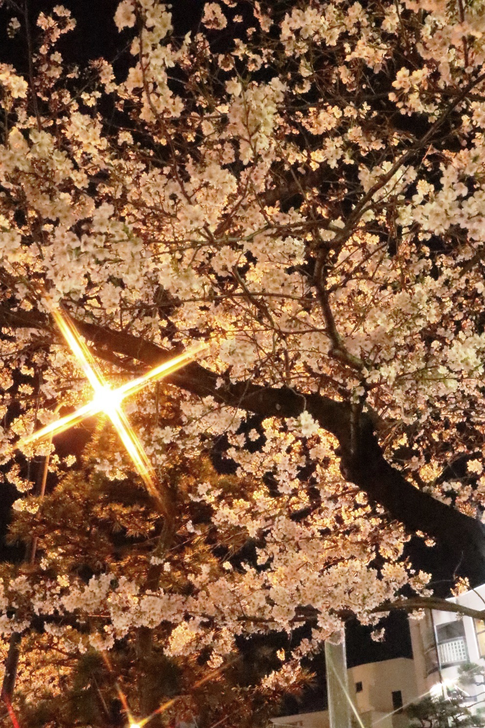 鎌倉 鶴岡八幡宮段葛 夜桜