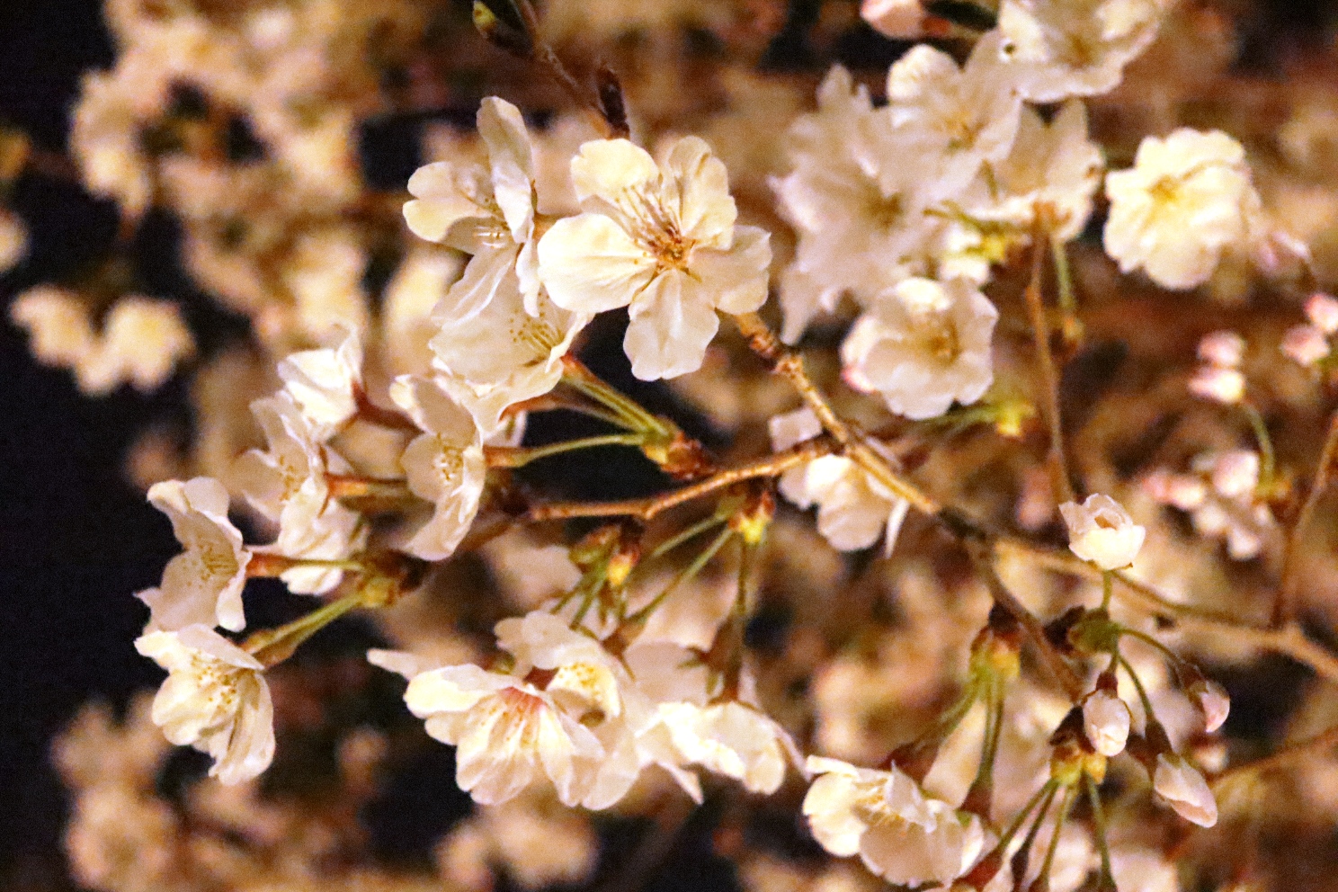 鎌倉 鶴岡八幡宮段葛 夜桜