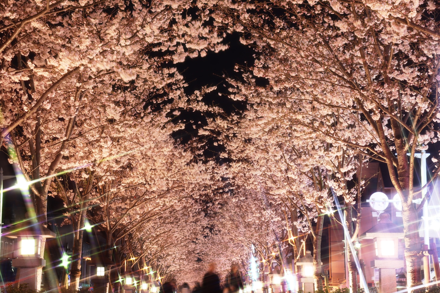 鎌倉 鶴岡八幡宮段葛 夜桜