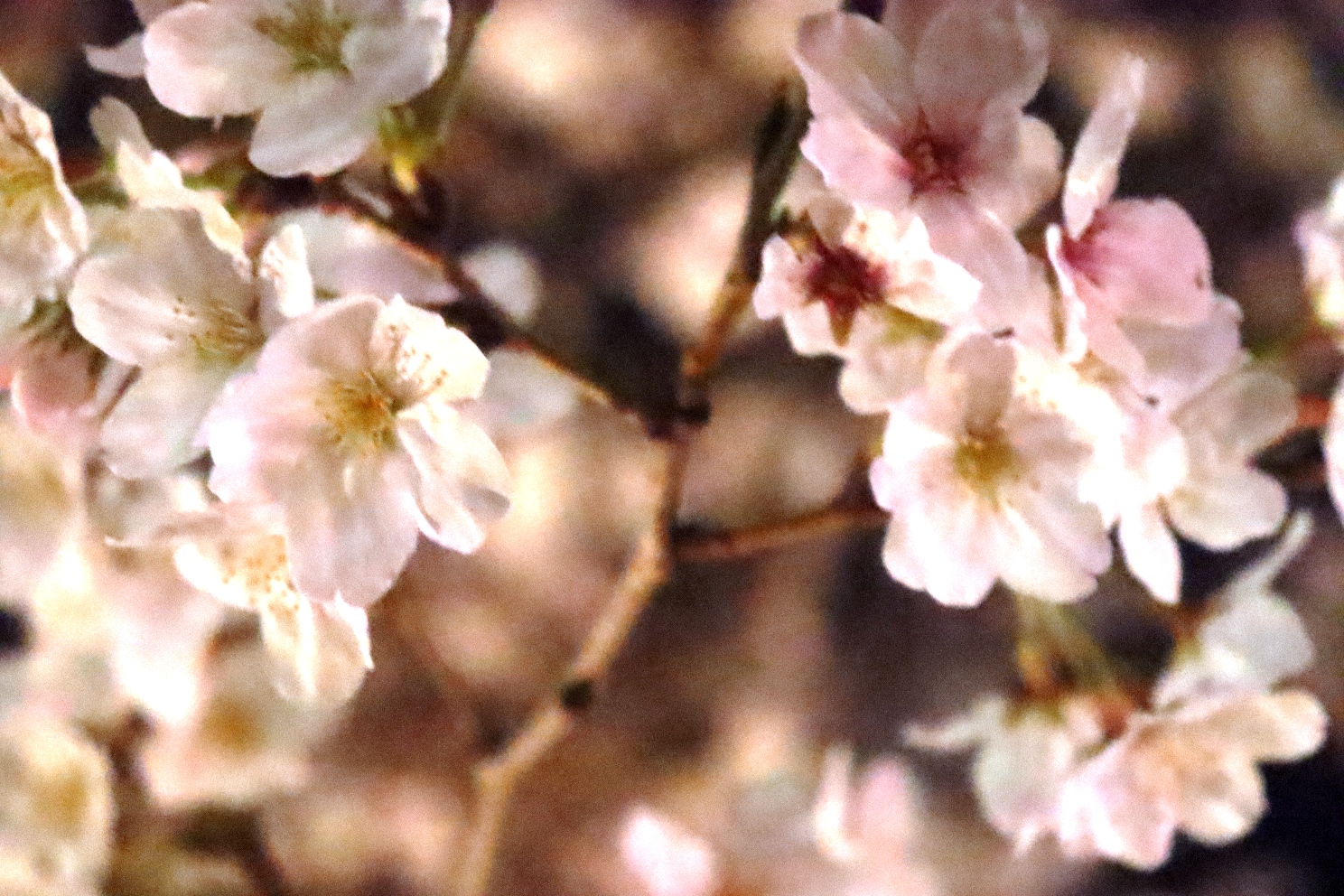 鎌倉 鶴岡八幡宮段葛 夜桜