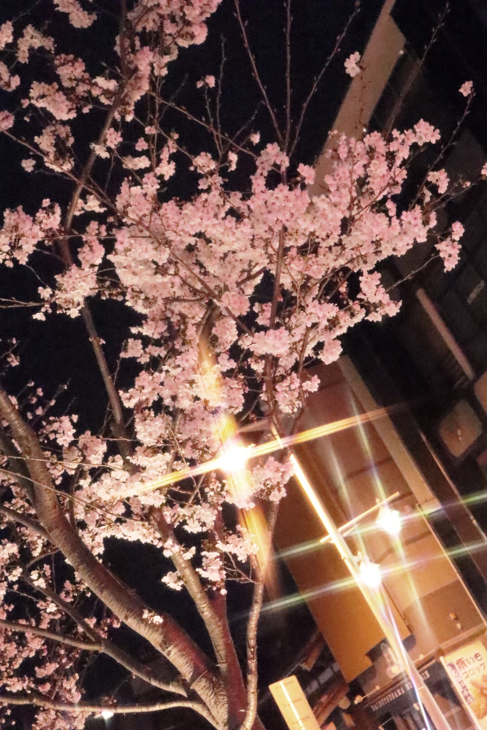 鎌倉 鶴岡八幡宮段葛 夜桜