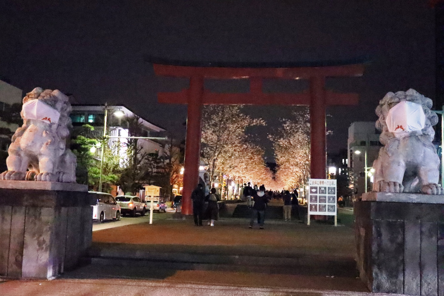 鎌倉 鶴岡八幡宮段葛 夜桜