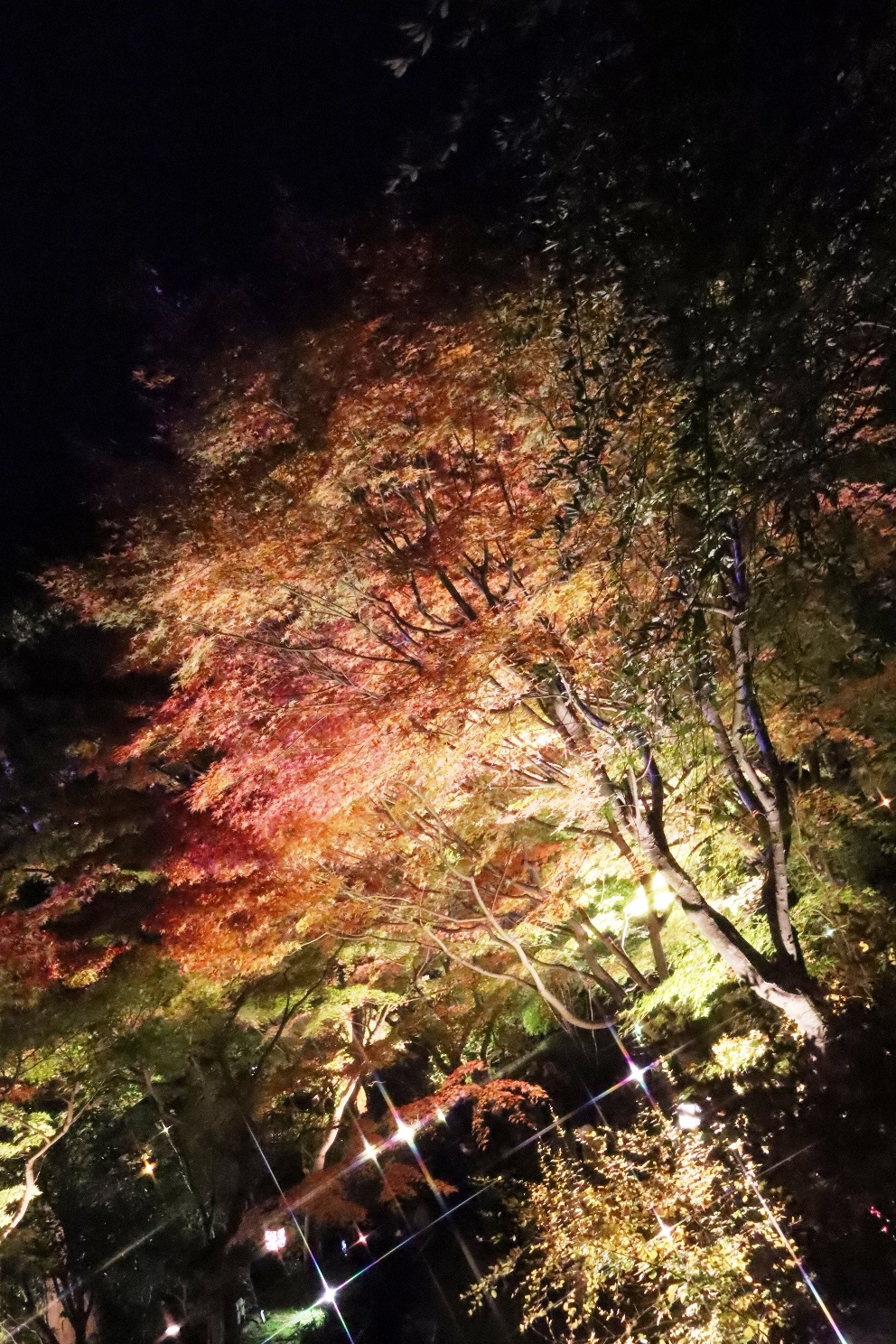 鎌倉 長谷寺 紅葉