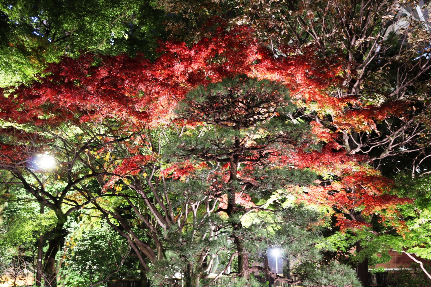 横浜公園 彼我庭園 紅葉