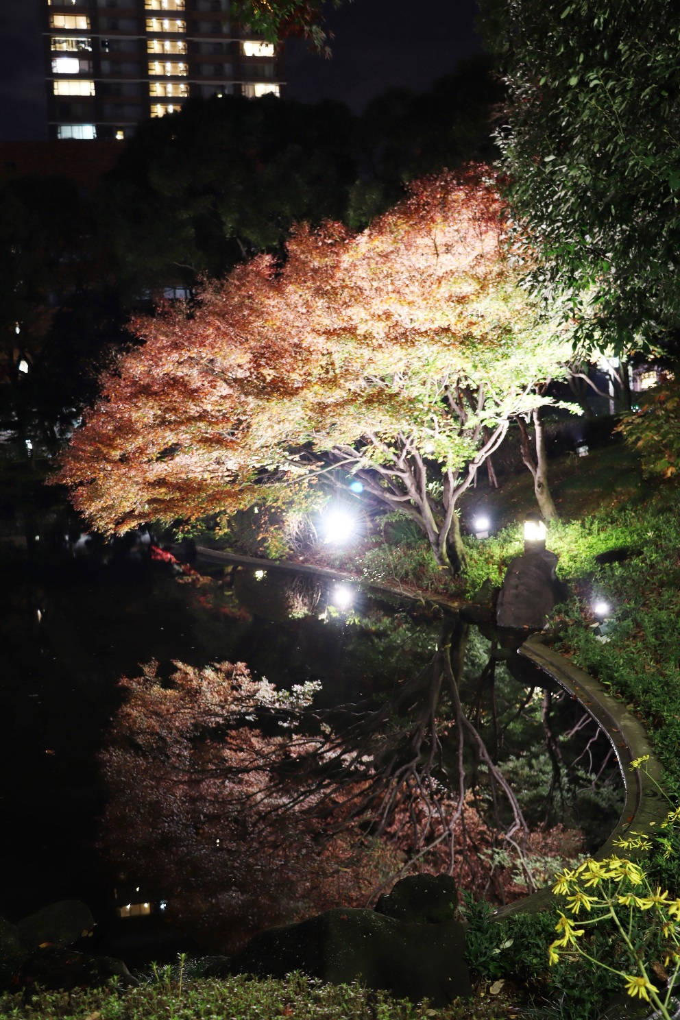 横浜公園 彼我庭園 紅葉