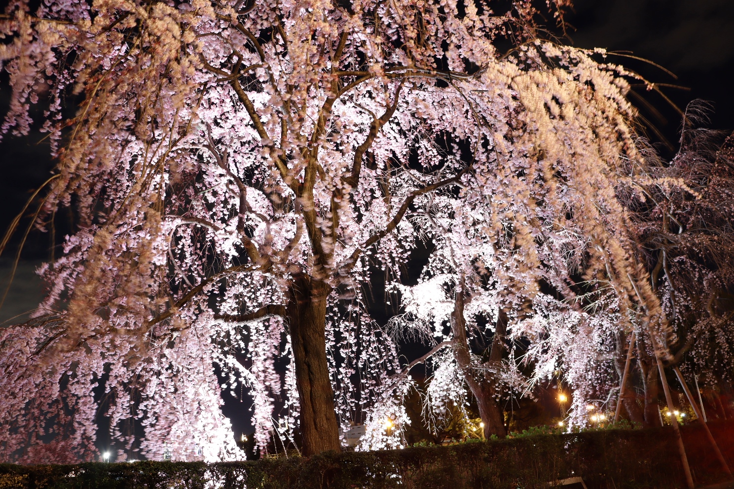 山下公園 しだれ桜 桜全景