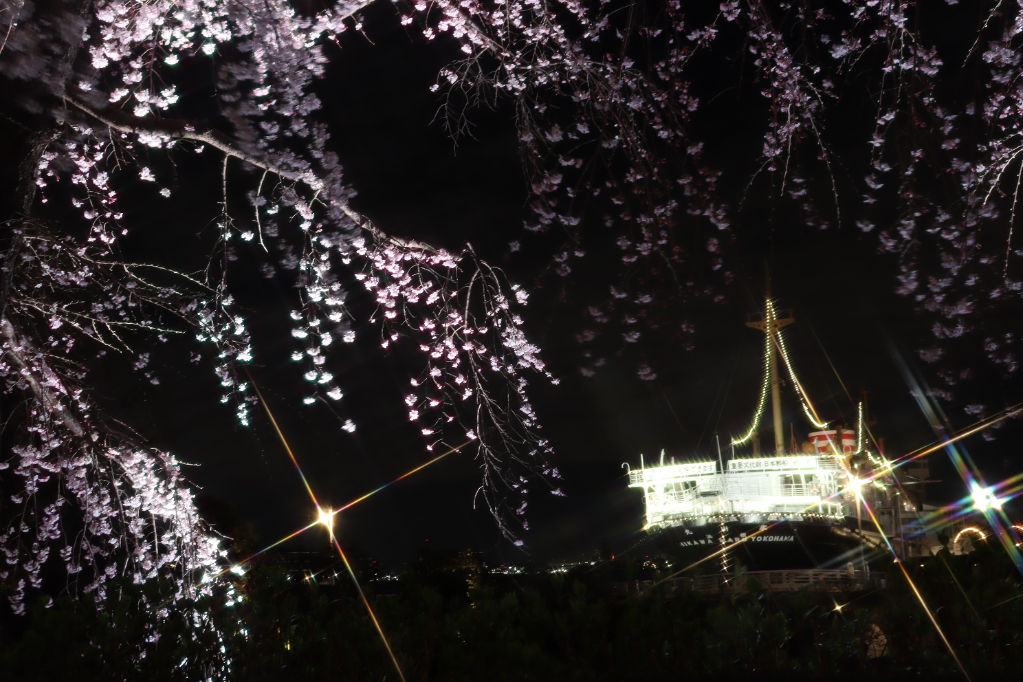 山下公園 しだれ桜 氷川丸