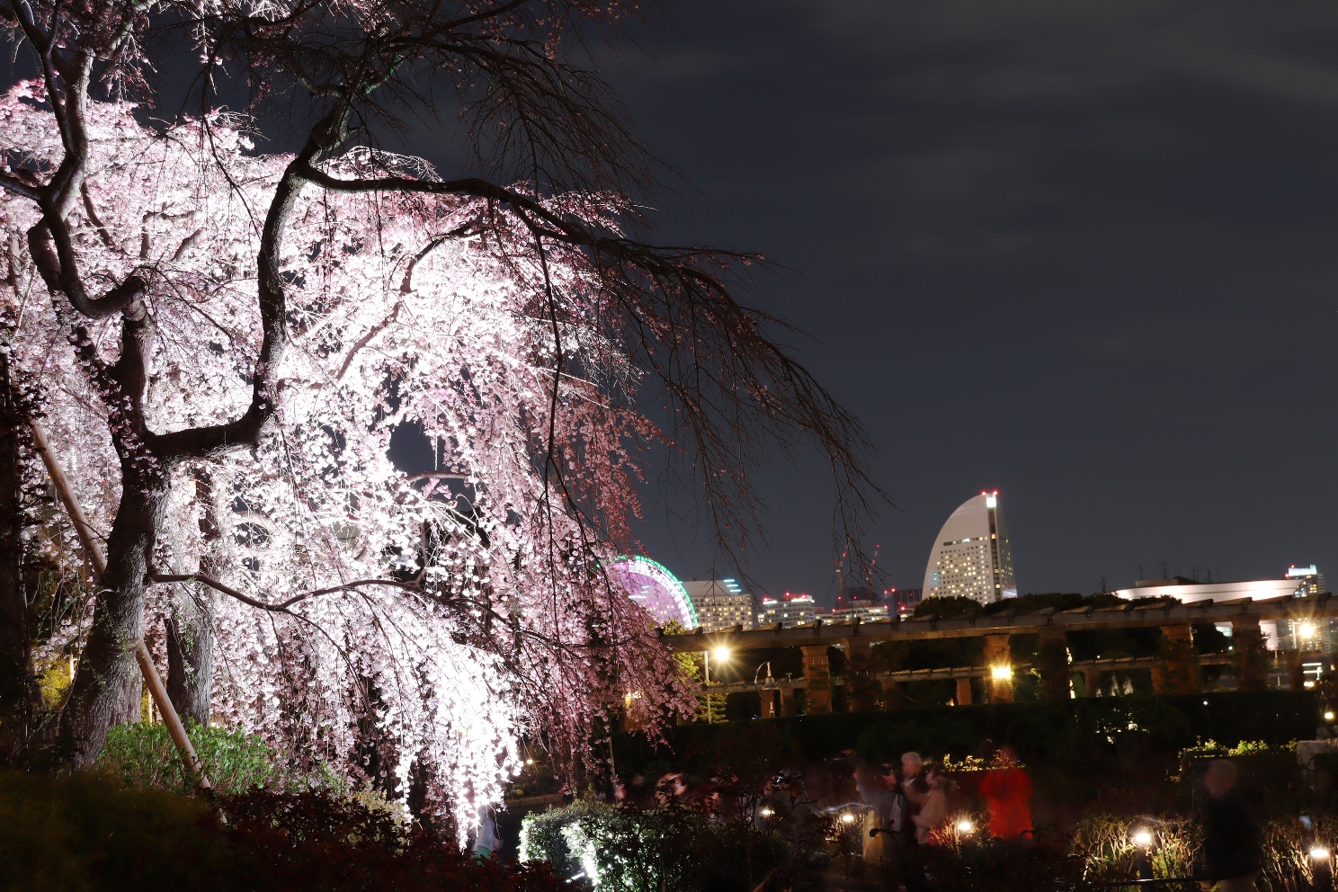 山下公園 しだれ桜 インターコンチネンタルホテル