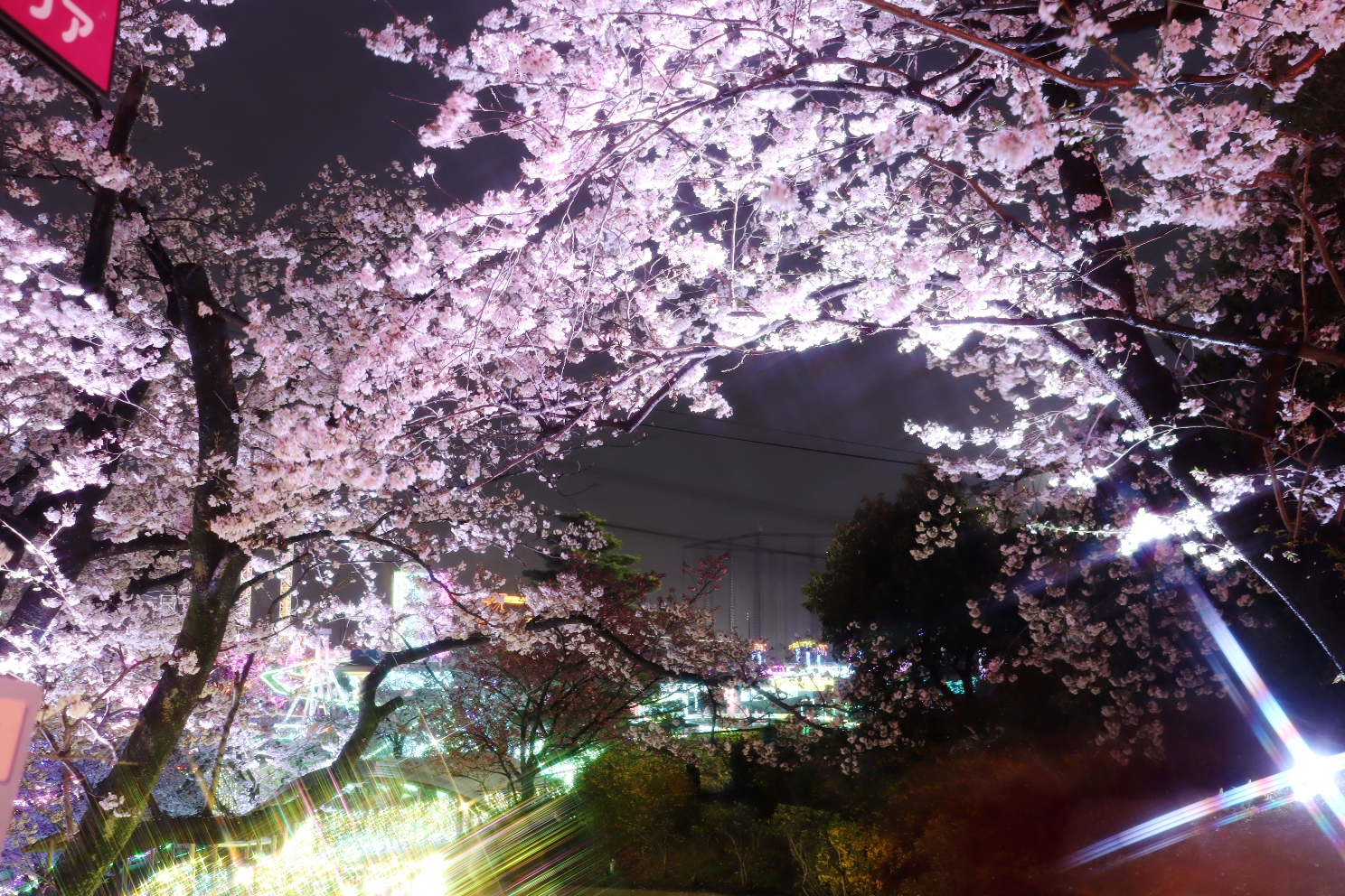 よみうりランド 夜桜ジュエルミネーション