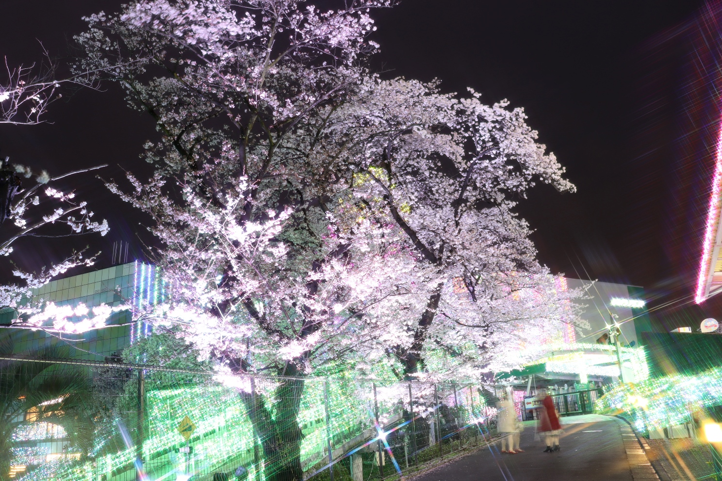 よみうりランド 夜桜ジュエルミネーション