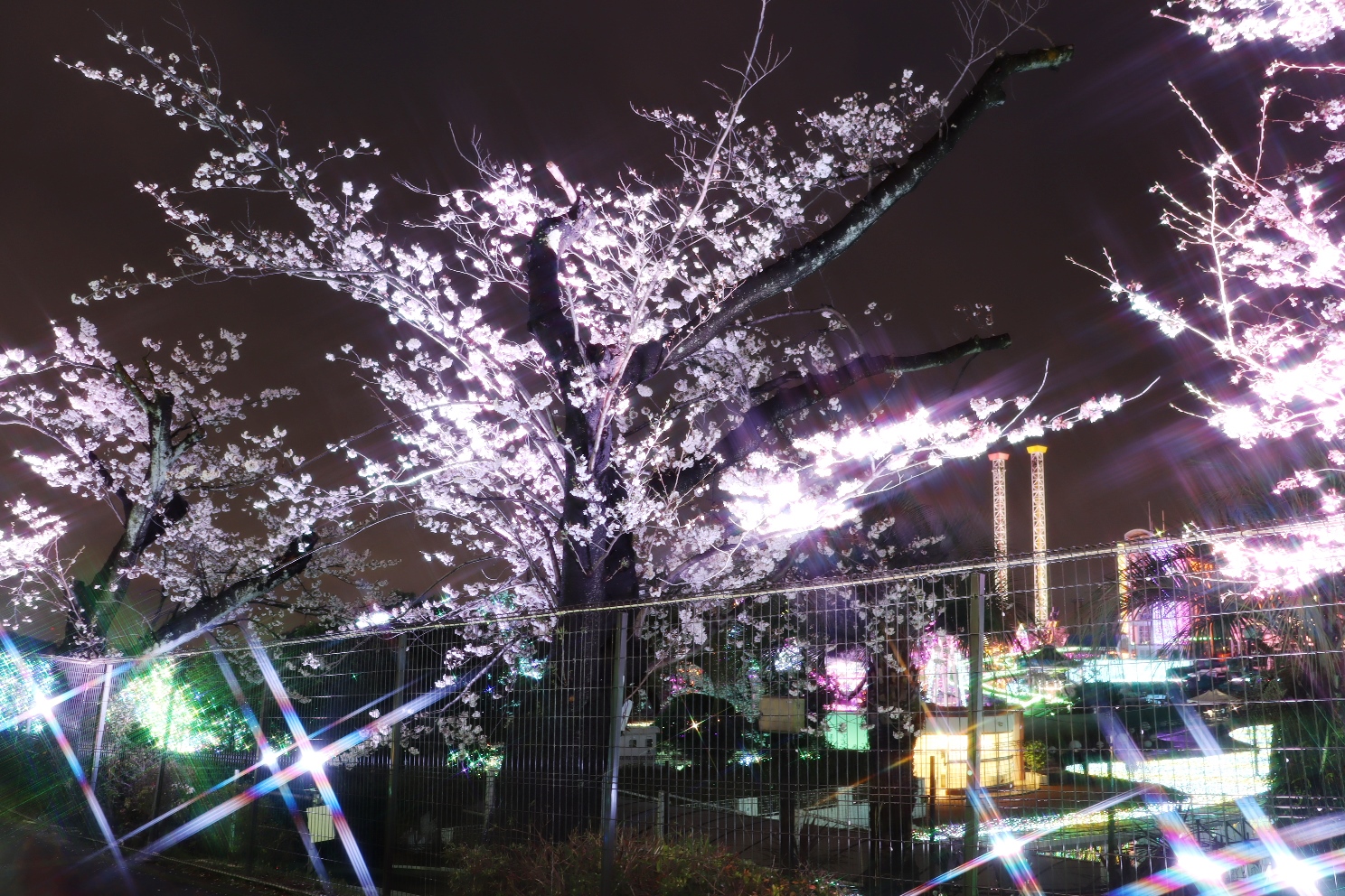 よみうりランド 夜桜ジュエルミネーション