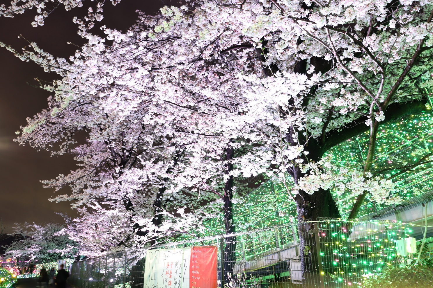 よみうりランド 夜桜ジュエルミネーション