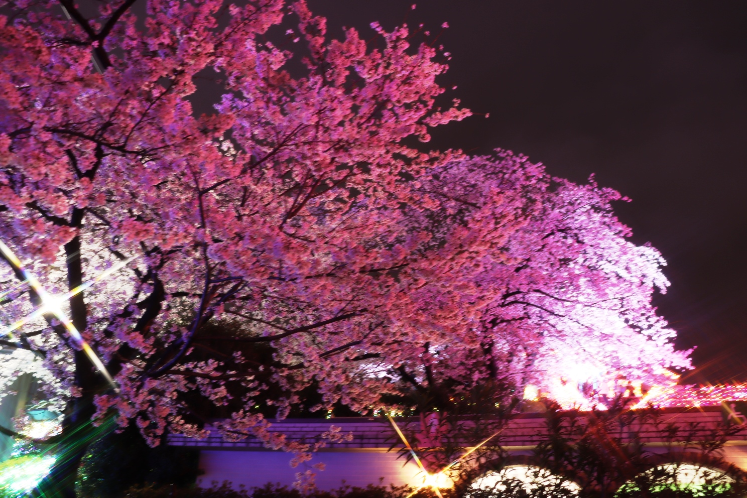 よみうりランド 夜桜ジュエルミネーション