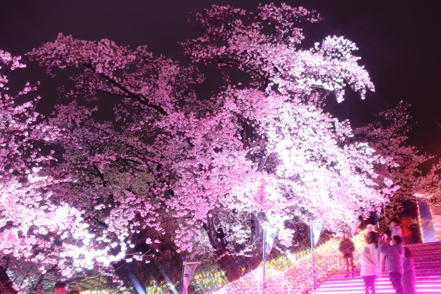 よみうりランド 夜桜ジュエルミネーション