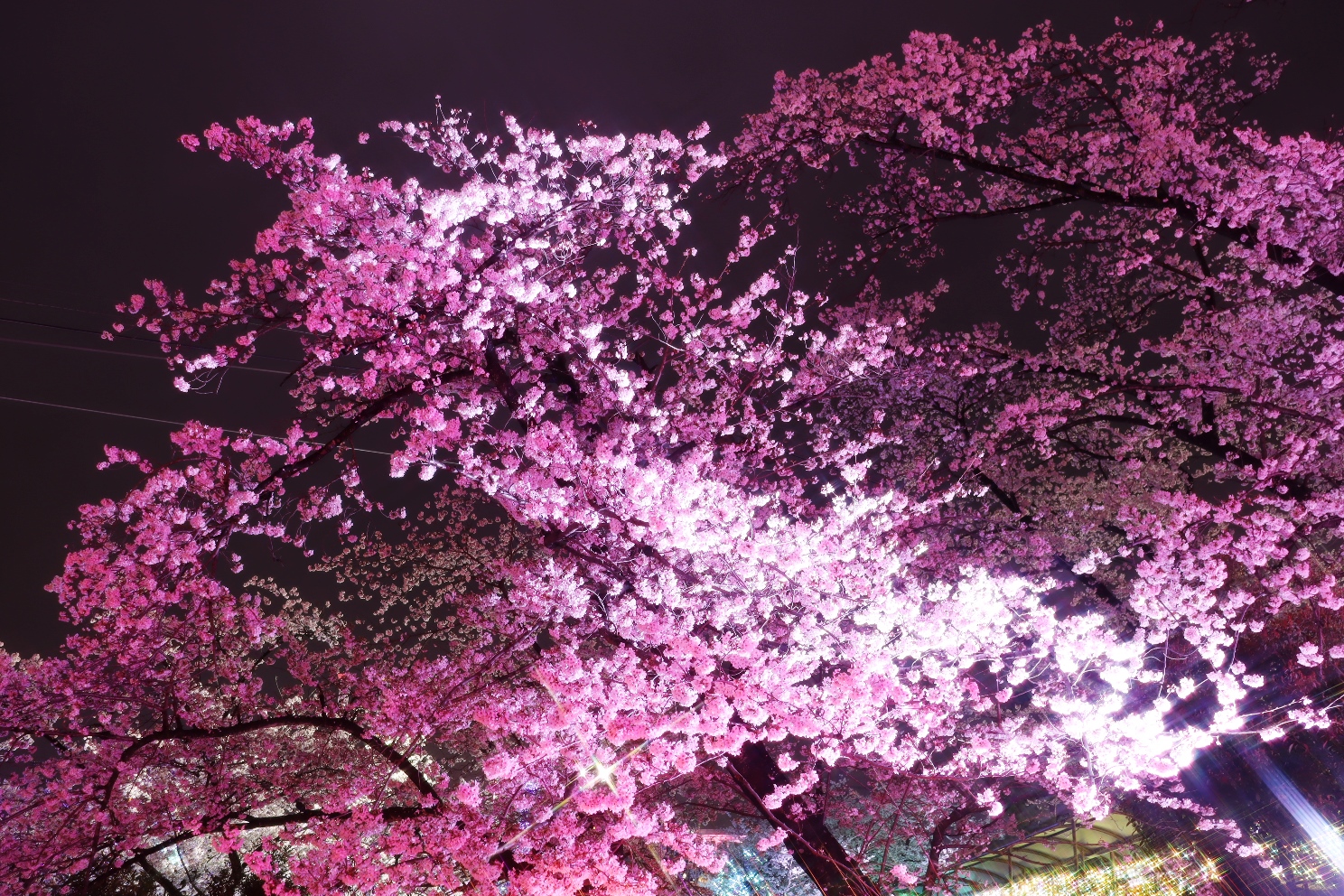 よみうりランド 夜桜ジュエルミネーション