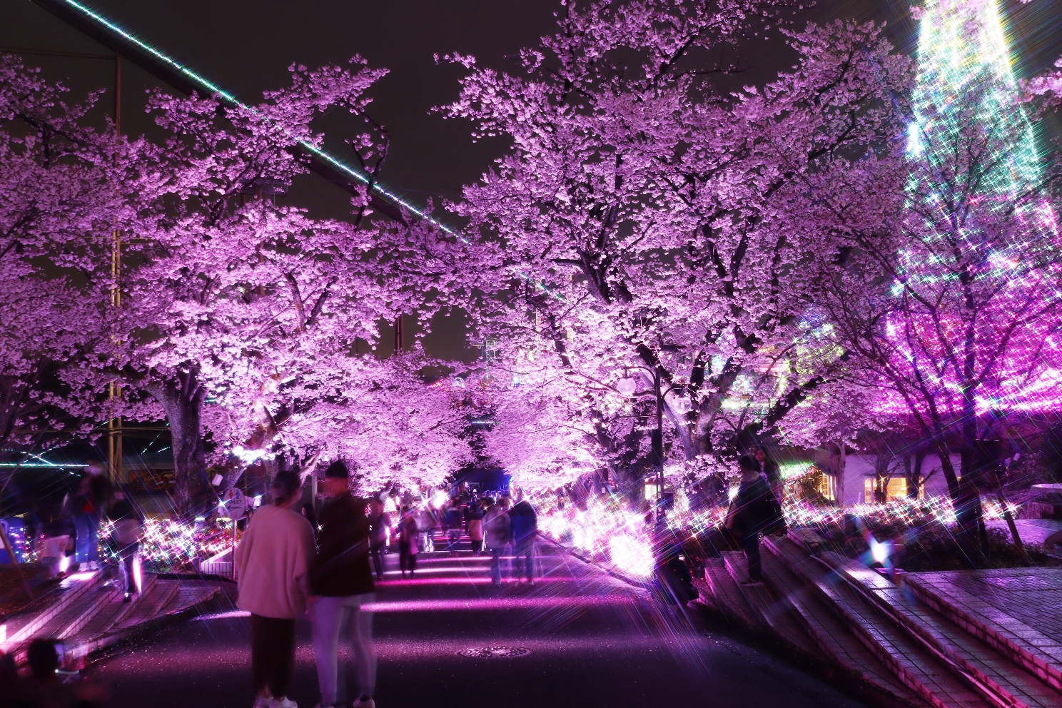 よみうりランド 夜桜ジュエルミネーション サクラ・プロムナード