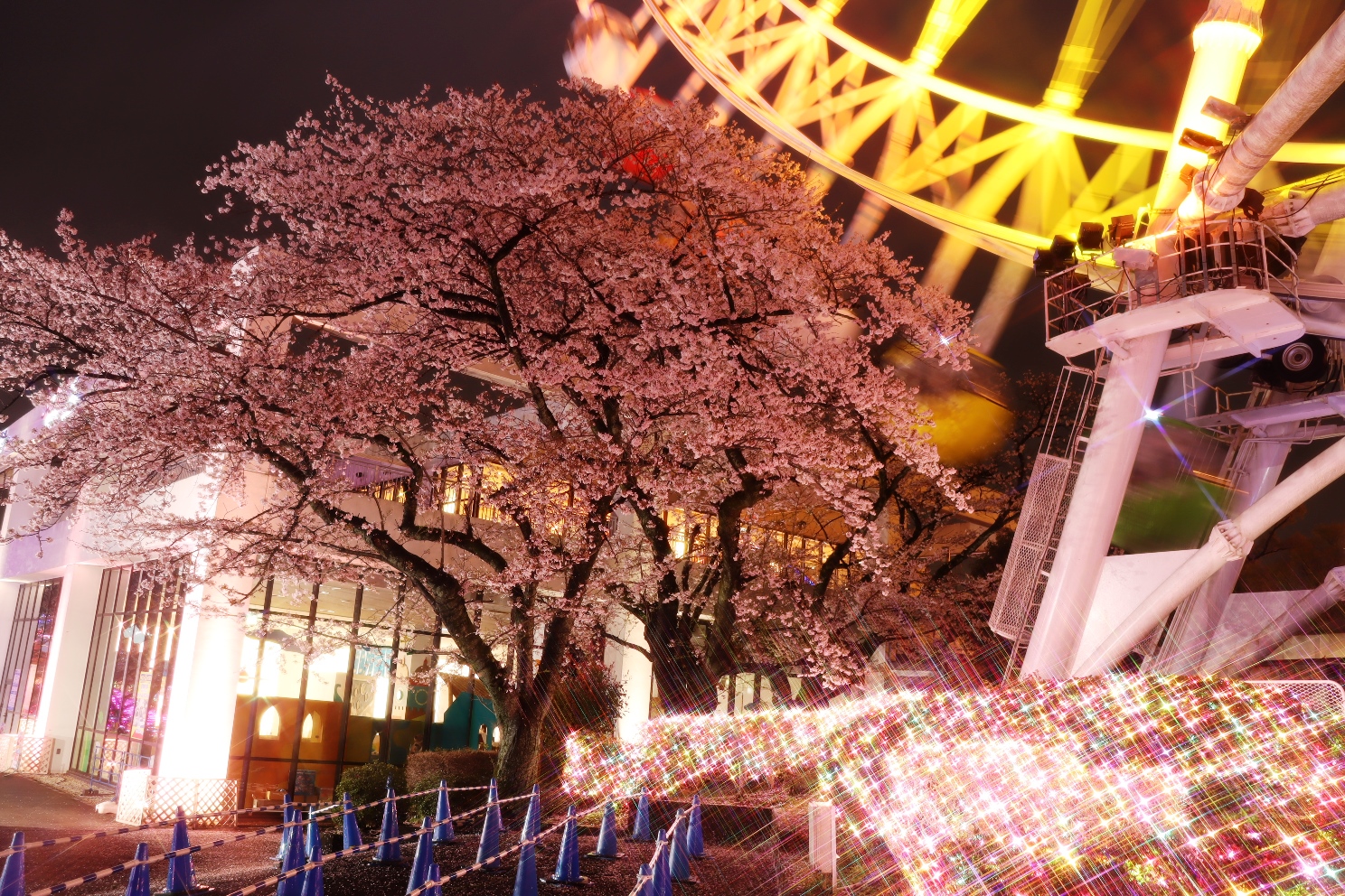 よみうりランド 夜桜ジュエルミネーション