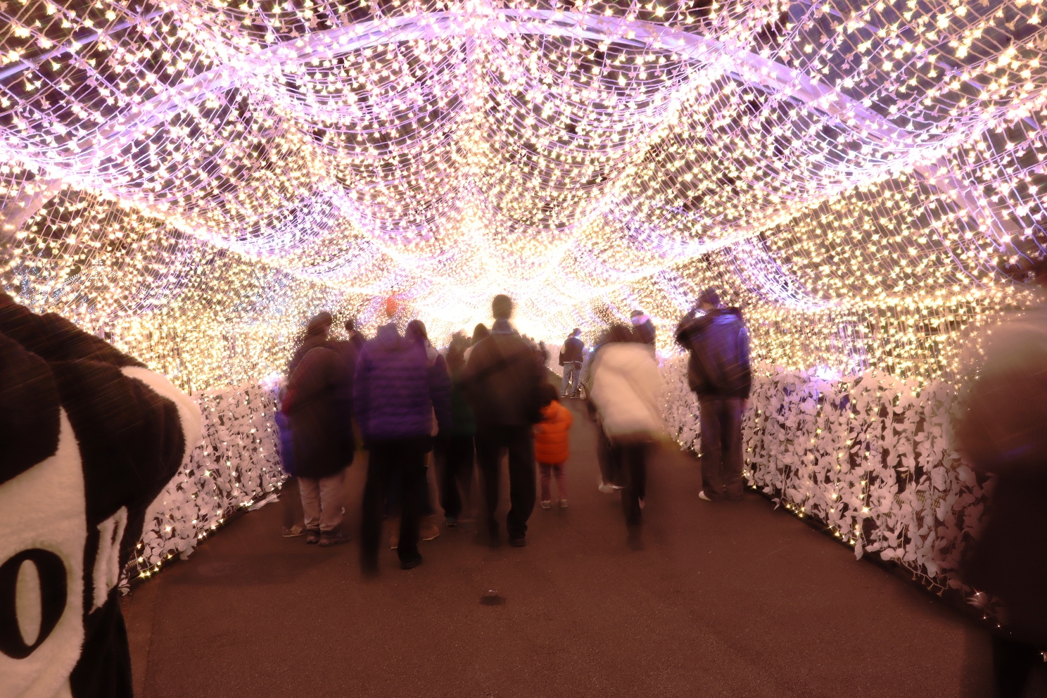 大井競馬場 東京メガイルミ 江戸桜トンネル