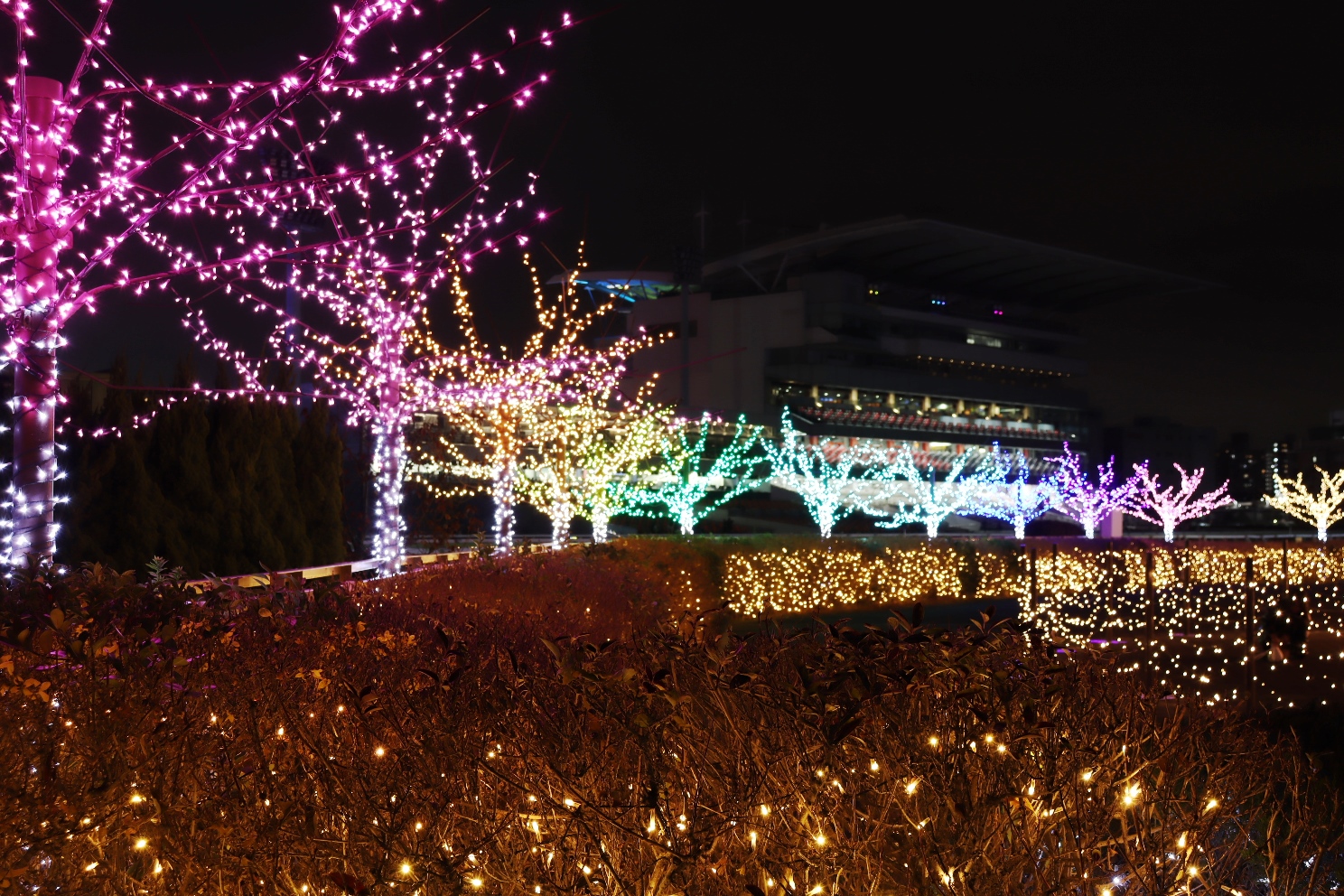 大井競馬場 東京メガイルミ オーロラの森