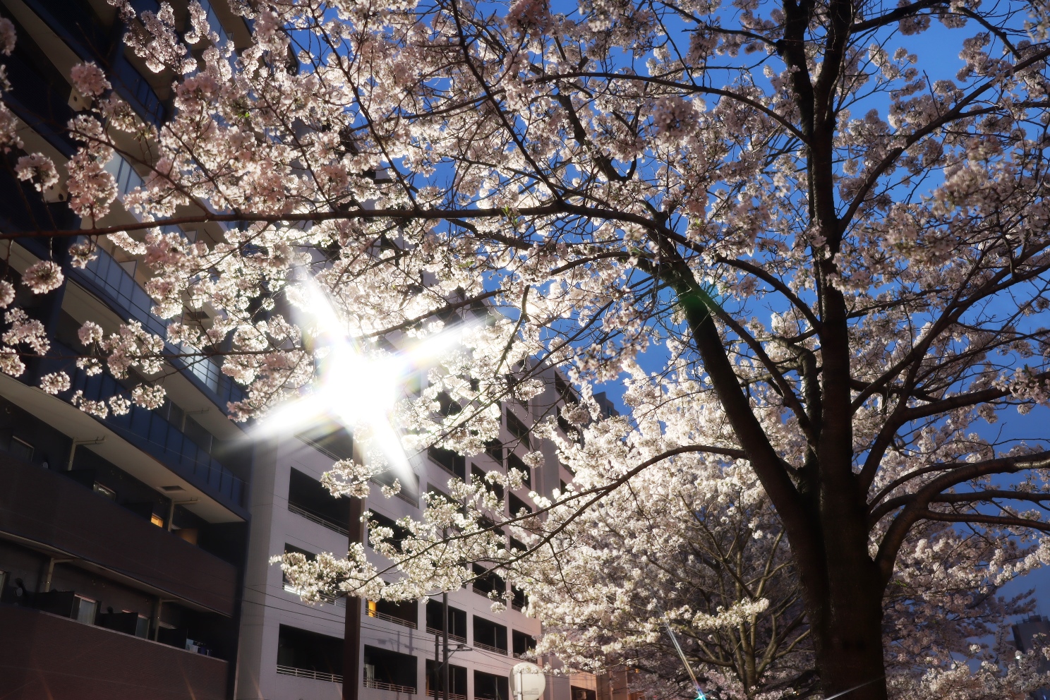 大岡川 プロムナード 桜並木