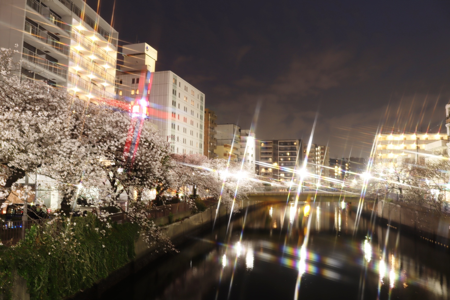 大岡川 プロムナード 桜並木