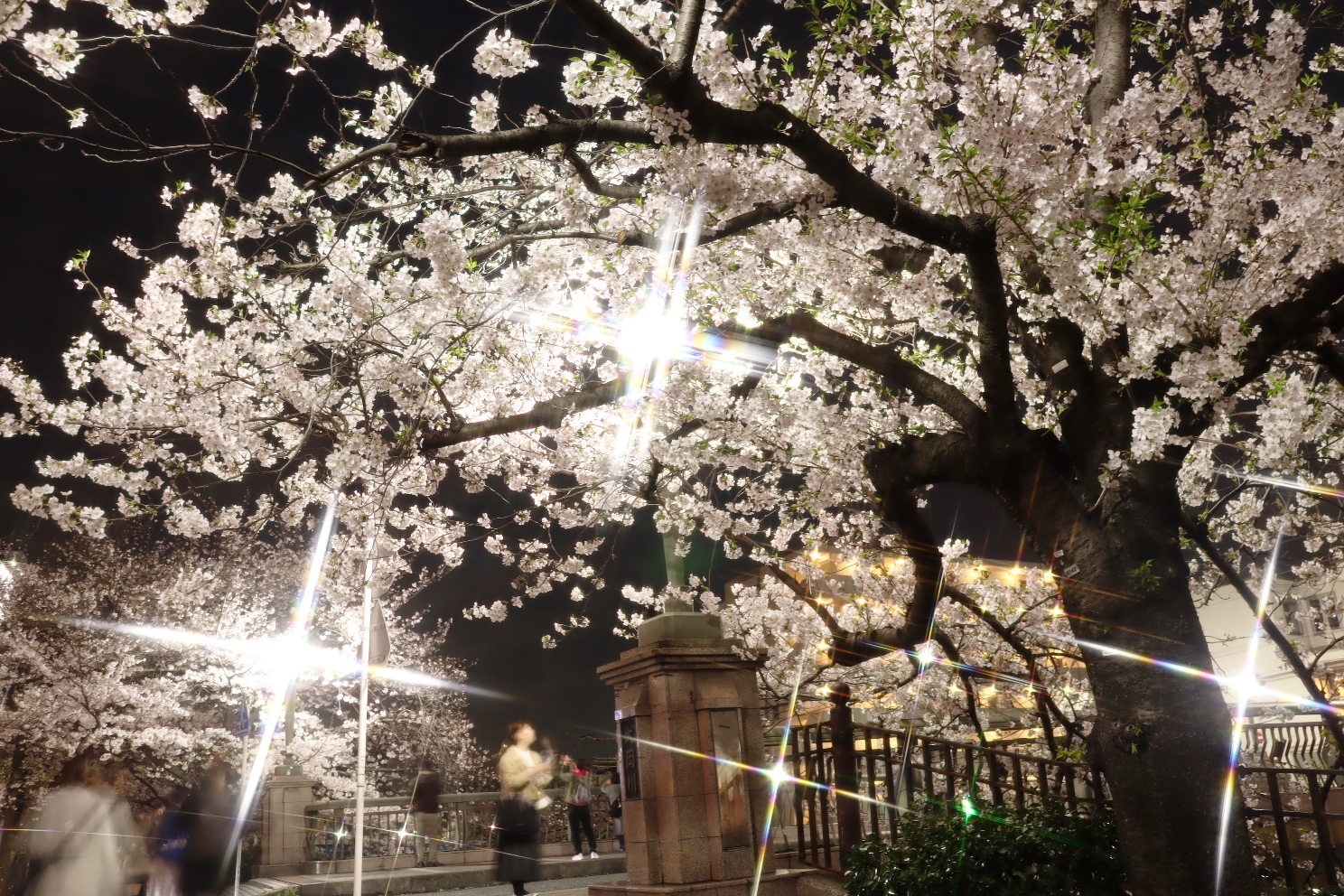 大岡川 プロムナード 桜並木