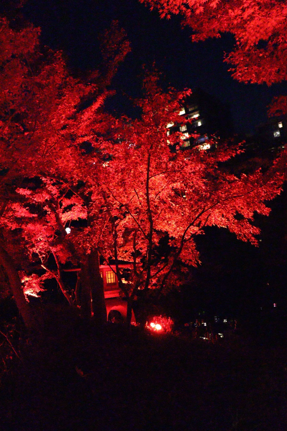 八芳園 池泉回遊式庭園 TOKYO RED GARDEN