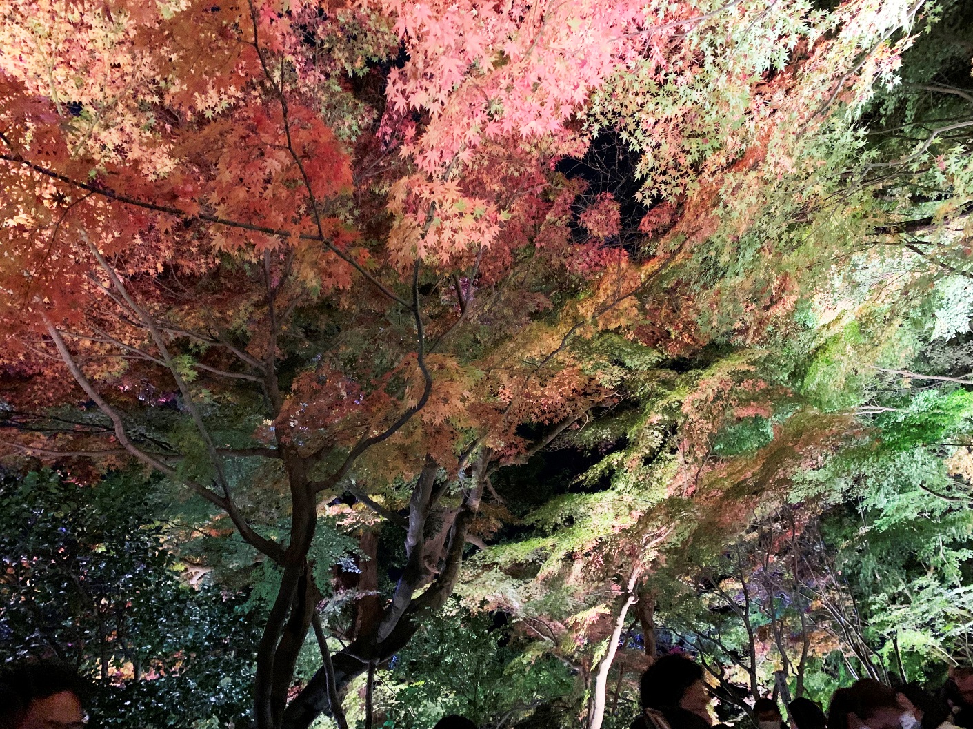 鎌倉 長谷寺 紅葉