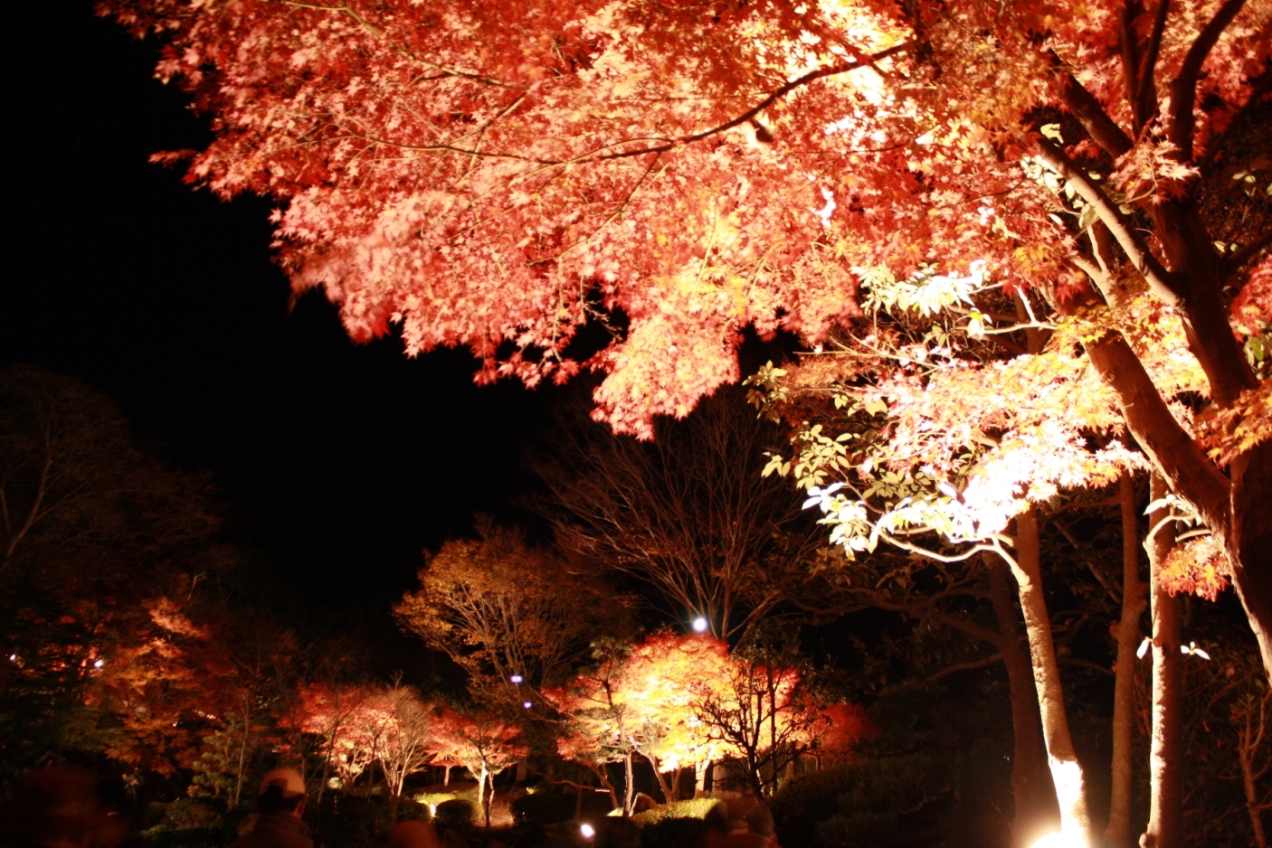 大磯 城山公園 紅葉