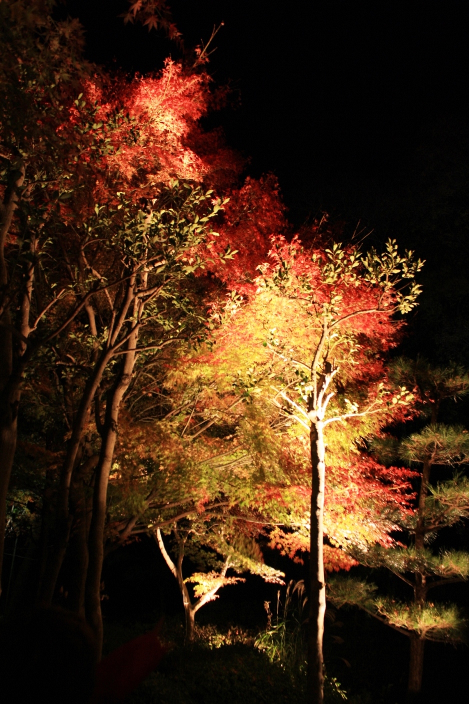 大磯 城山公園 紅葉