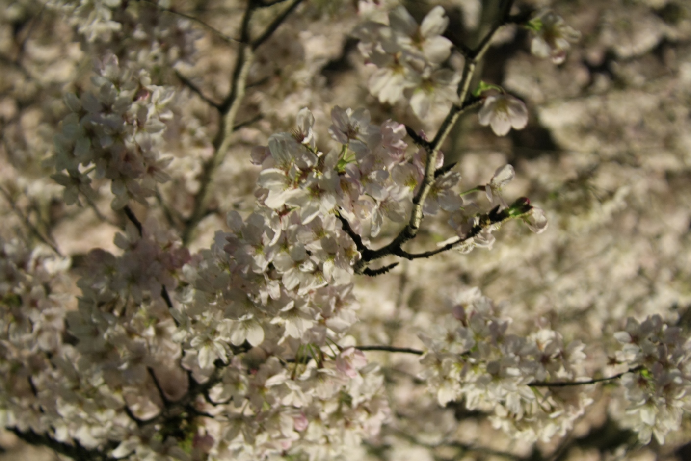 寒川 寒川神社 夜桜