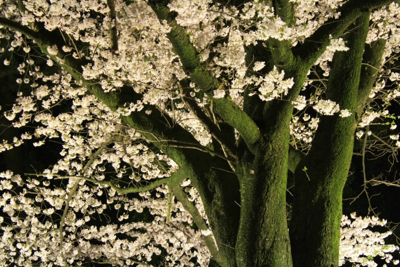 寒川 寒川神社 夜桜