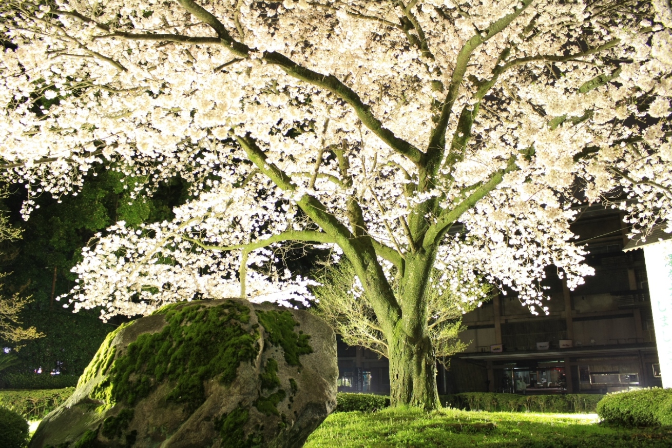 寒川 寒川神社 夜桜