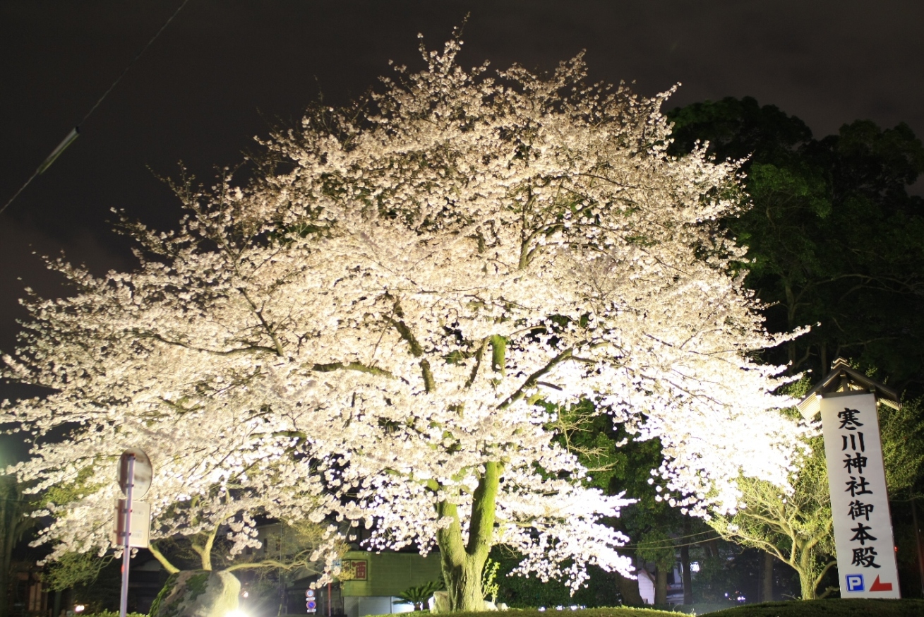 寒川 寒川神社 夜桜