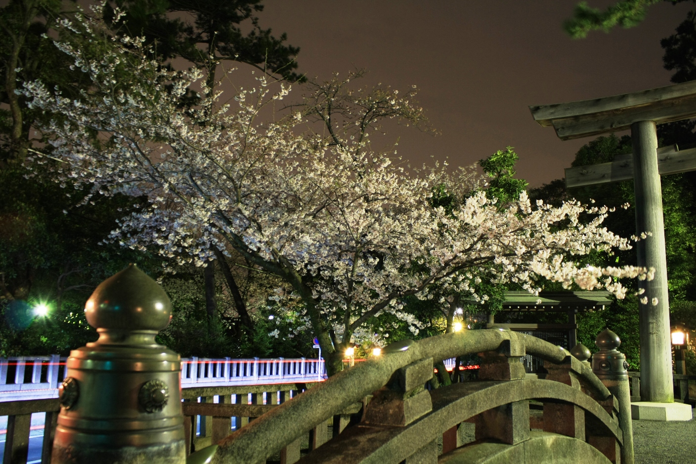 寒川 寒川神社 夜桜