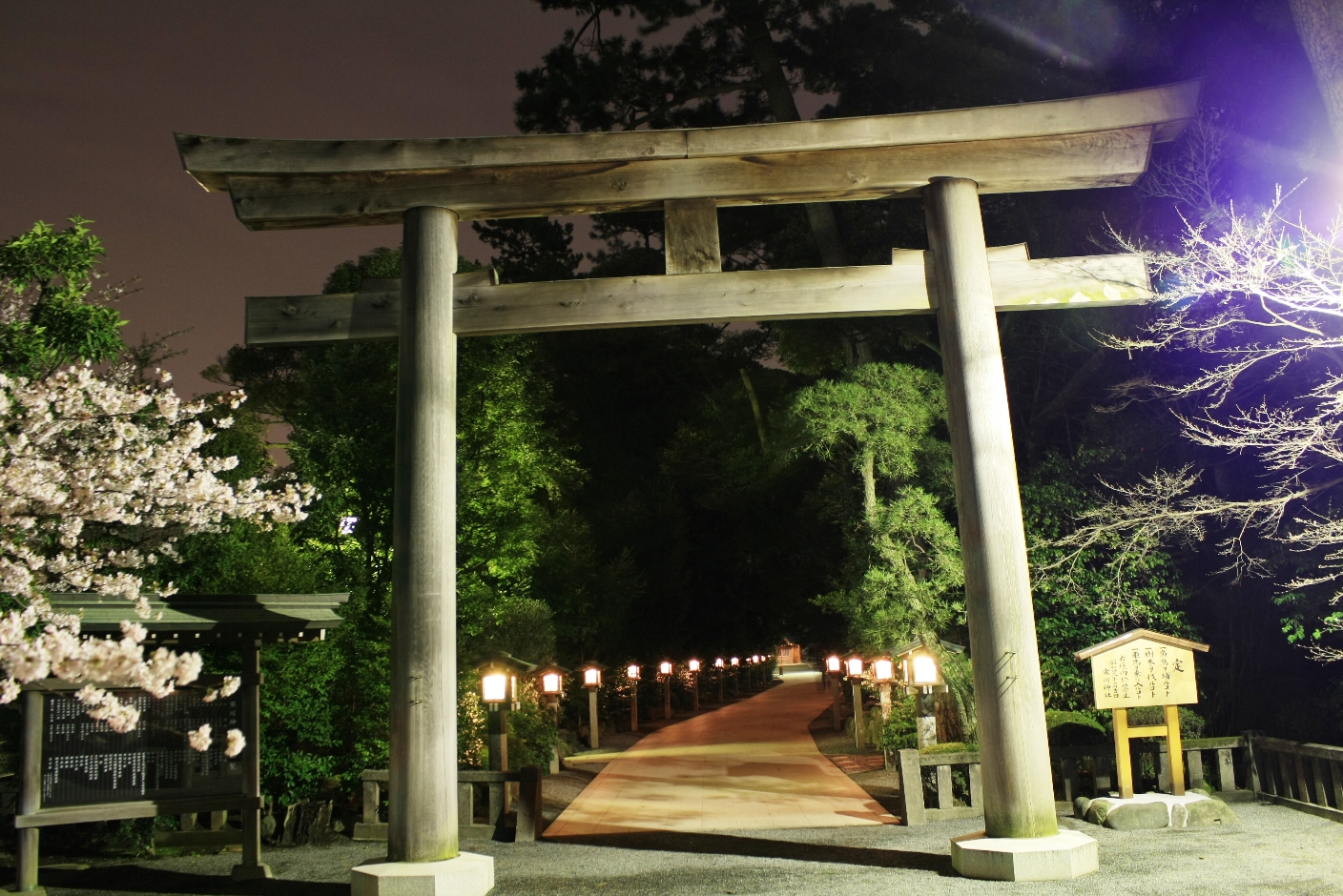 寒川 寒川神社 夜桜