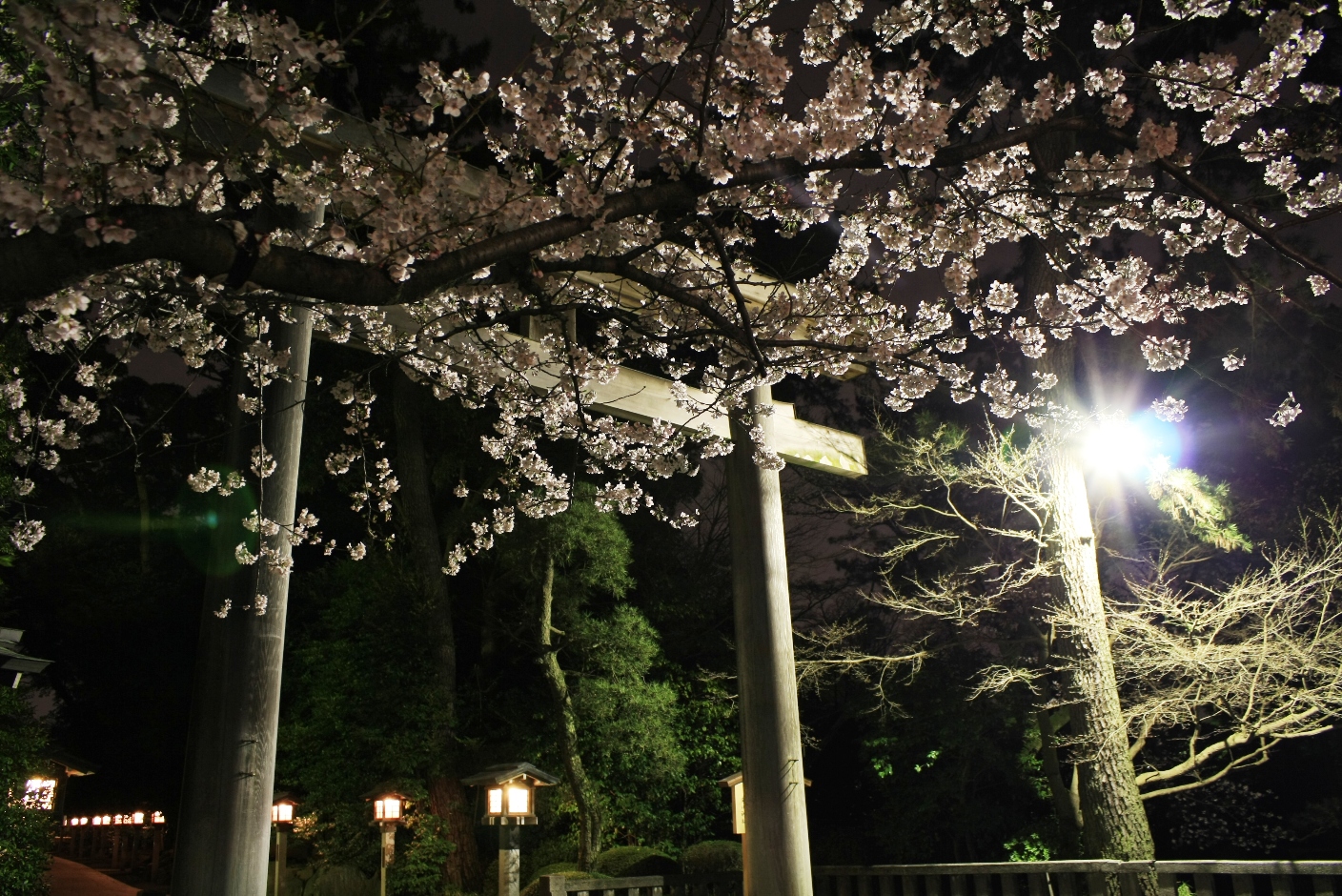 寒川 寒川神社 夜桜