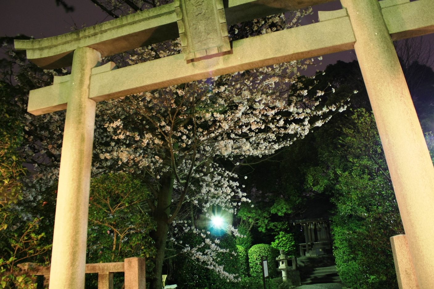 寒川 寒川神社 夜桜