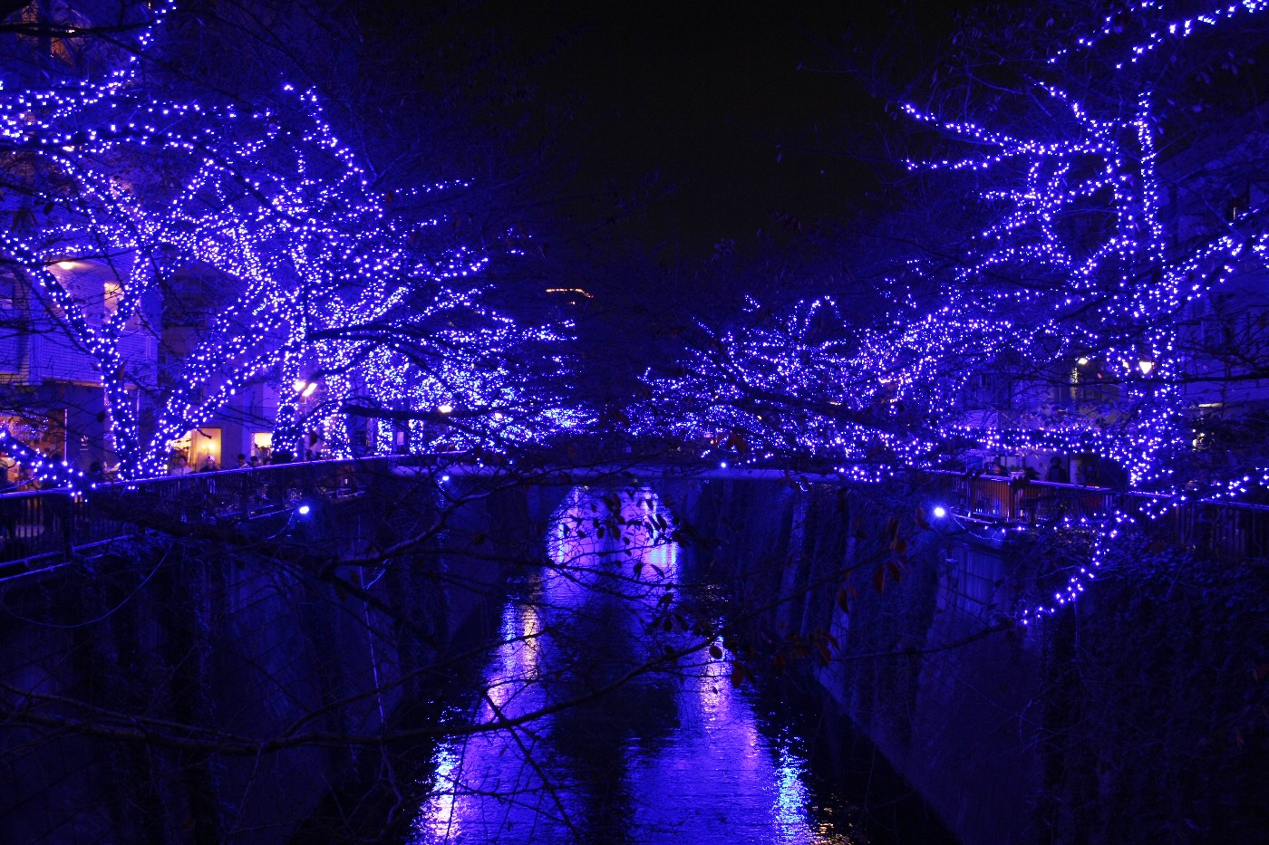 目黒川 青の洞窟 桜