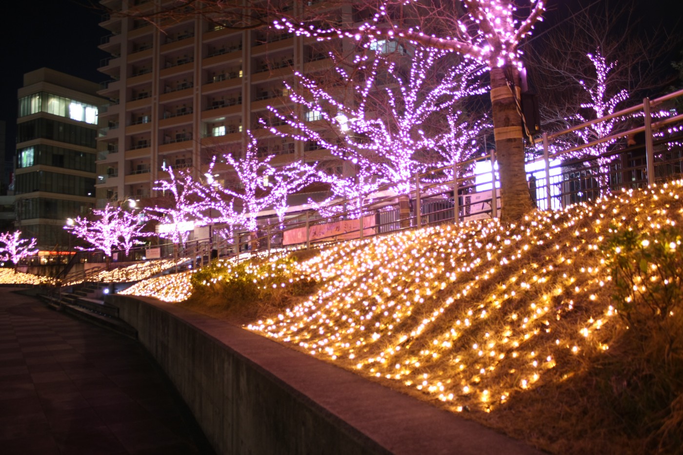 目黒川 みんなのイルミネーション2016 冬桜