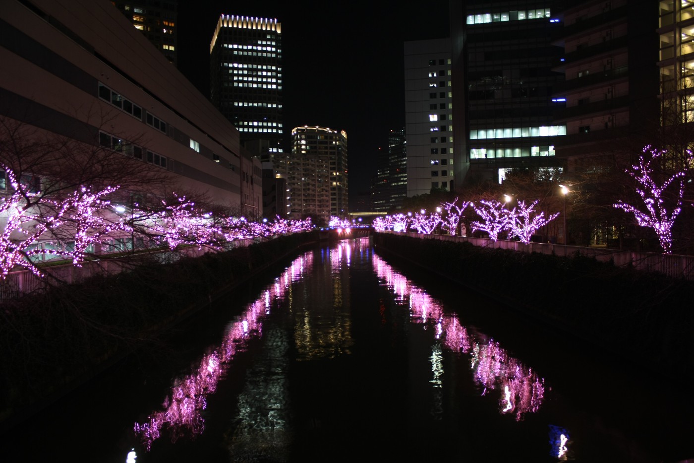 目黒川 みんなのイルミネーション2016 冬桜