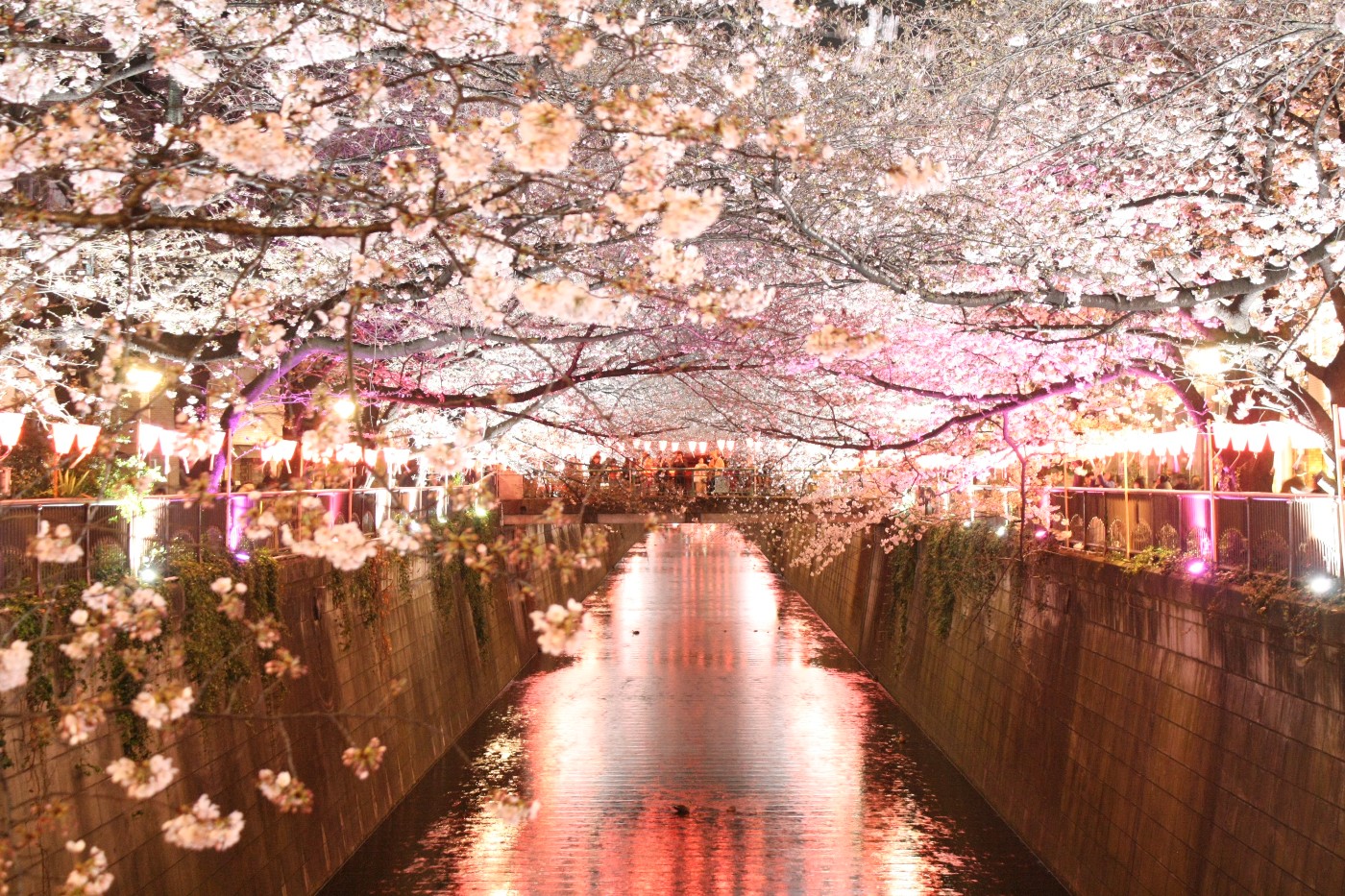 目黒川 桜まつり 夜桜